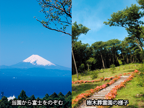 千の風みらい園から富士をのぞむ写真と樹木葬区画の写真
